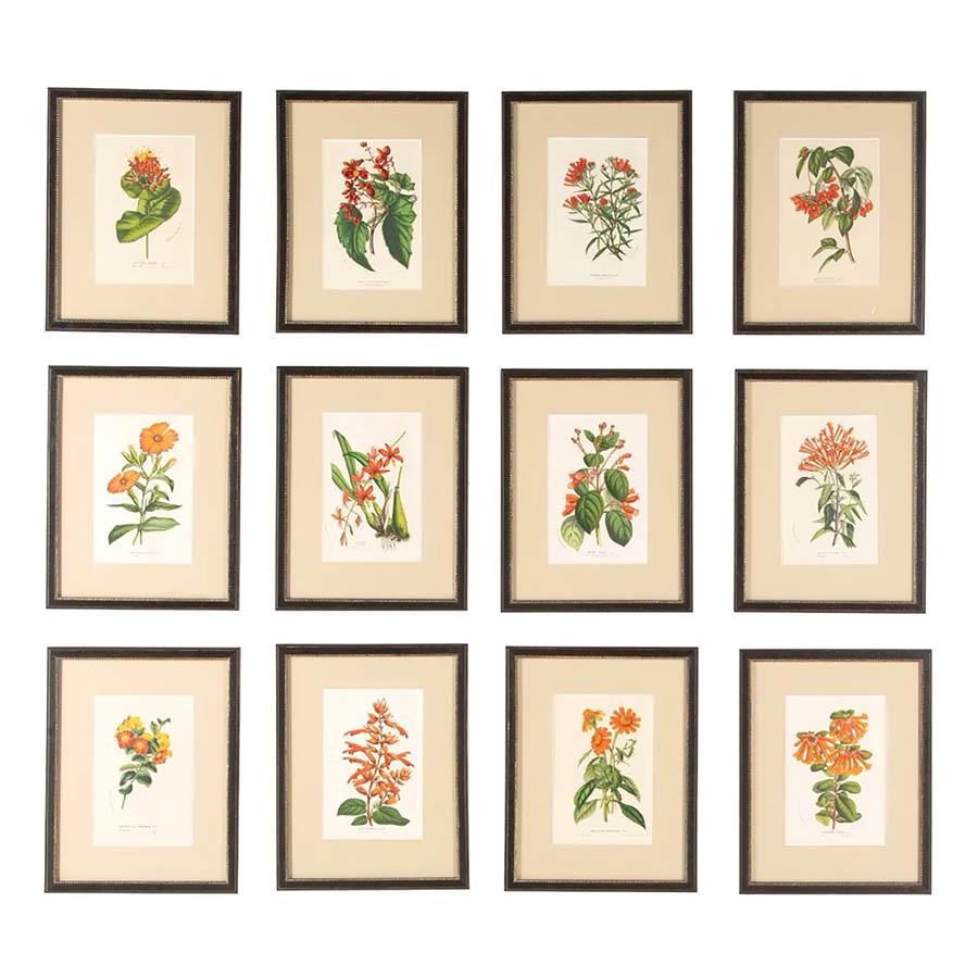 12 Red Van Houtte Flower Chromolithographs