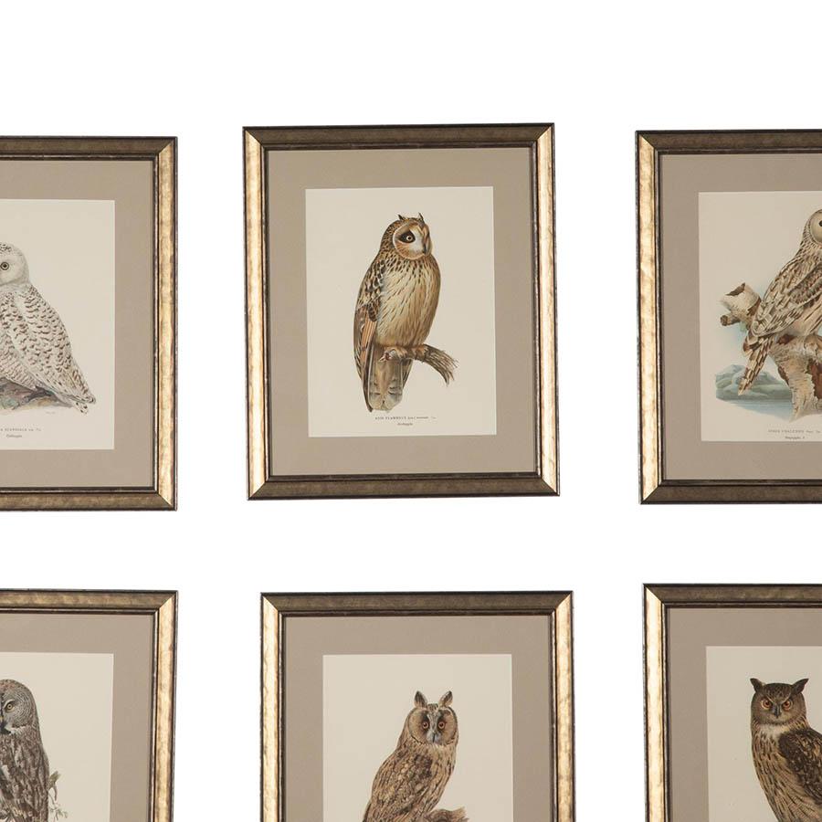Collection of 19th Century Swedish Owl Engravings